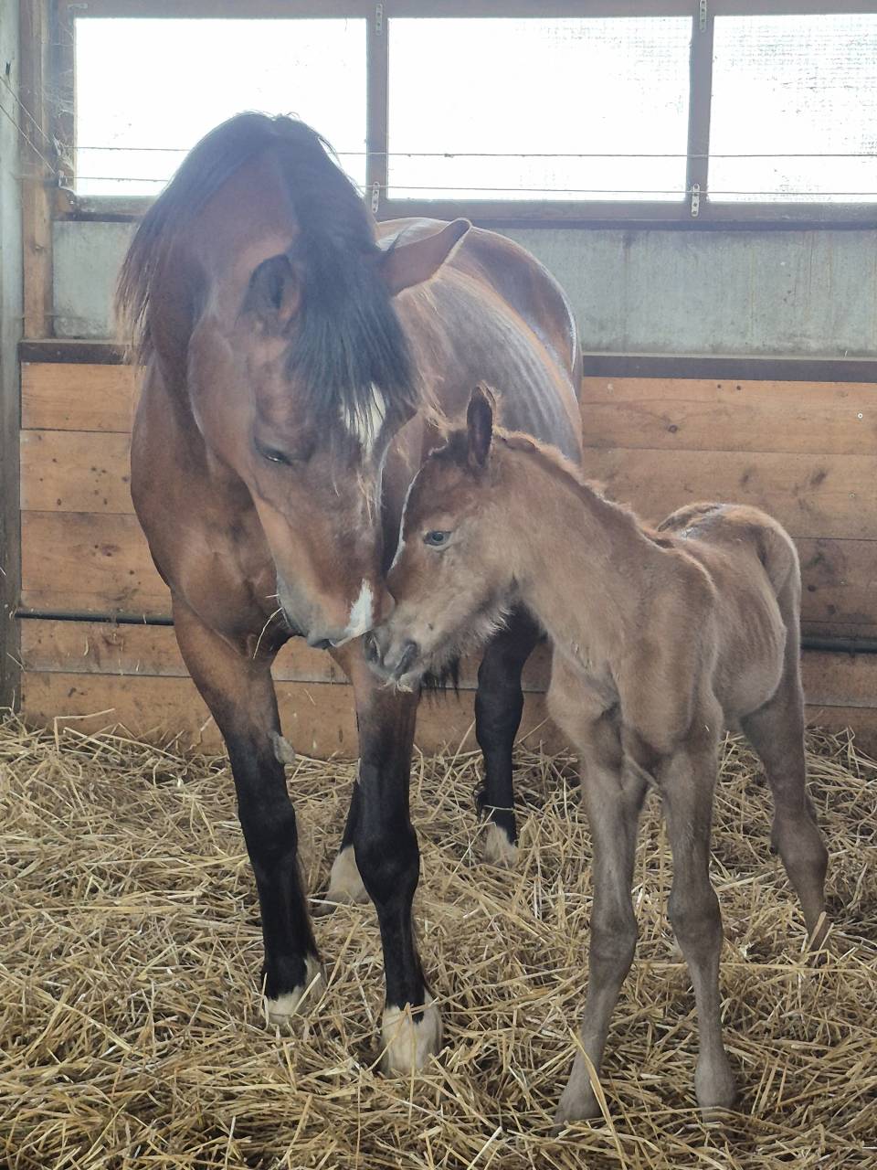 Veulen (vr) Welsh Partbred Te koop 2026 Vos