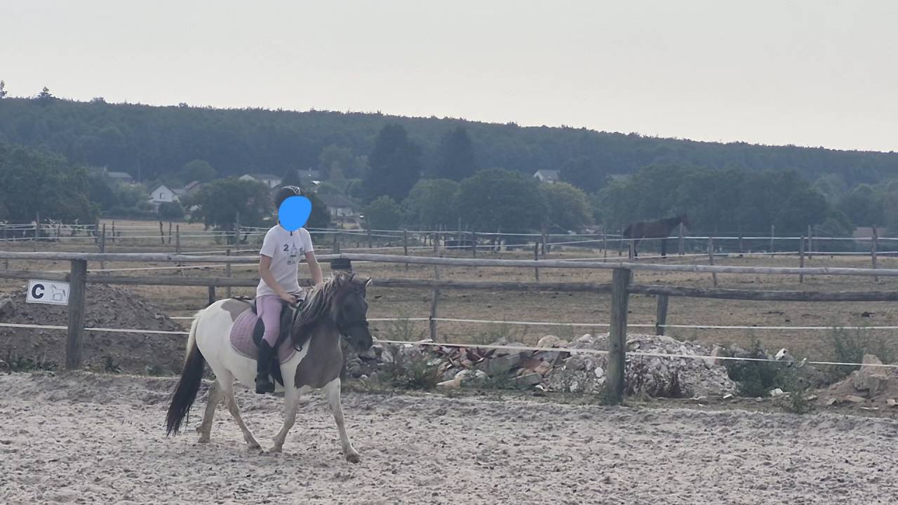 Merrie Shetland Te koop 2023 Bont
