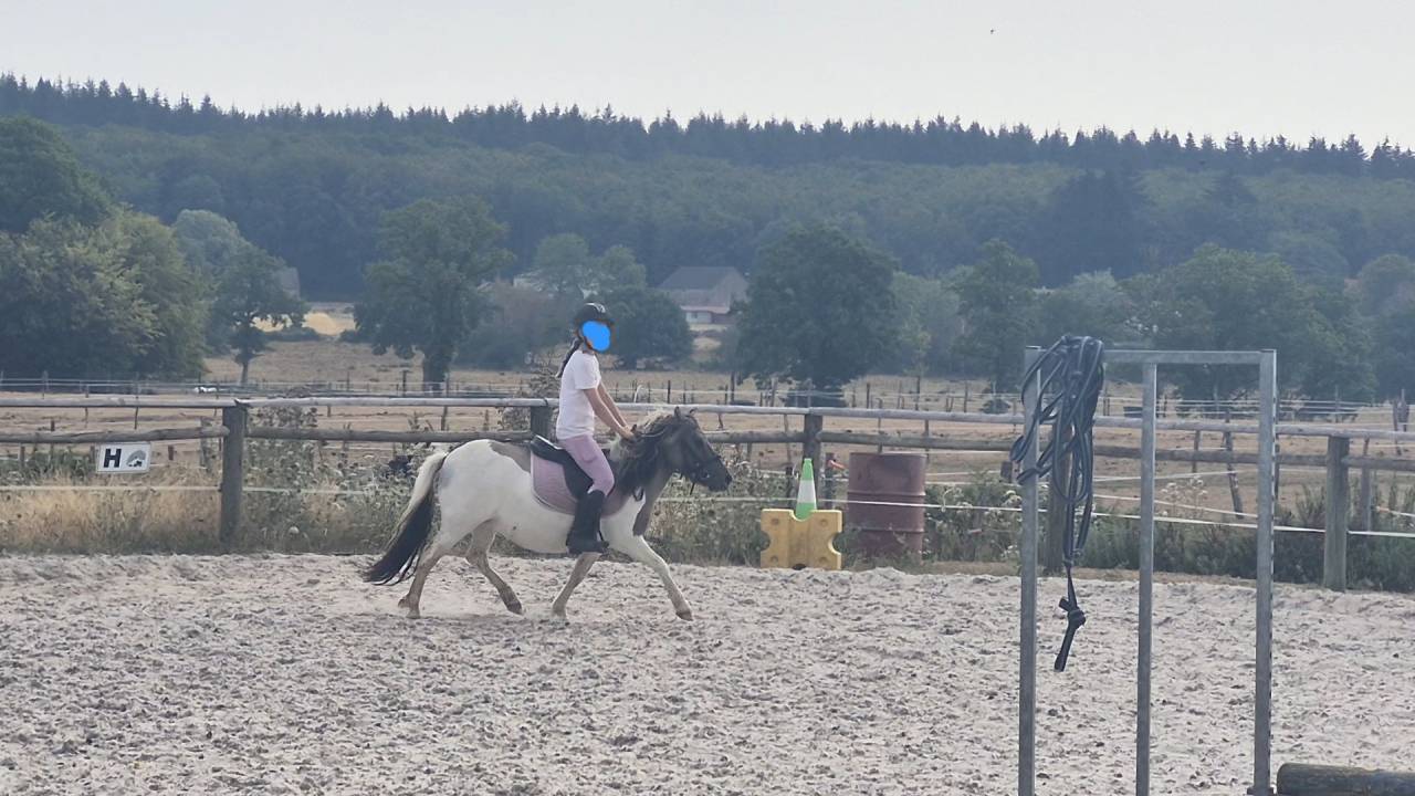 Merrie Shetland Te koop 2023 Bont