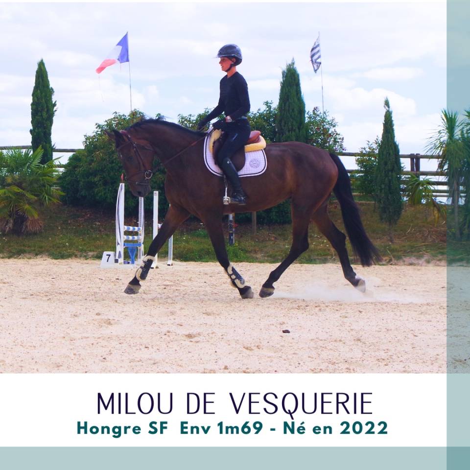 Ruin Selle Fran&ccedil;ais Te koop 2022 Bruin / Bai