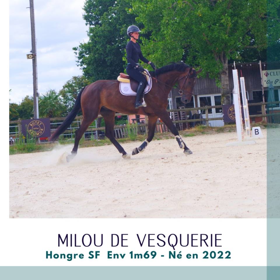 Ruin Selle Fran&ccedil;ais Te koop 2022 Bruin / Bai