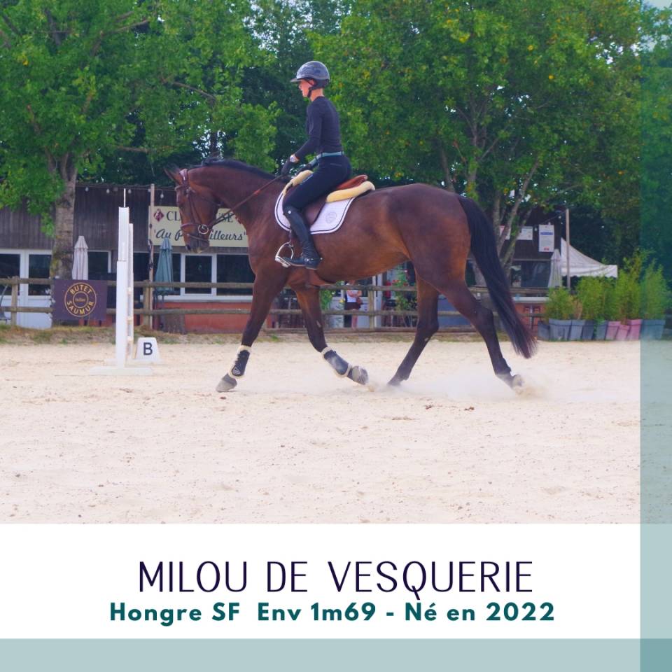 Ruin Selle Fran&ccedil;ais Te koop 2022 Bruin / Bai