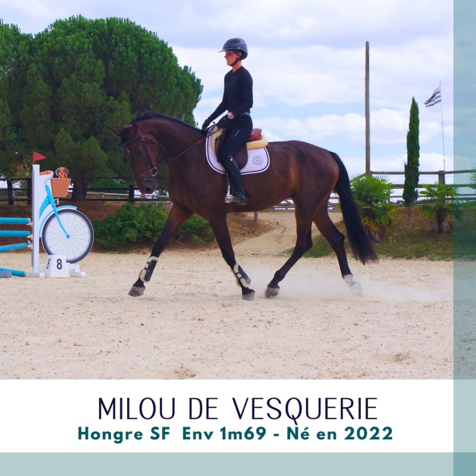 Ruin Selle Fran&ccedil;ais Te koop 2022 Bruin / Bai
