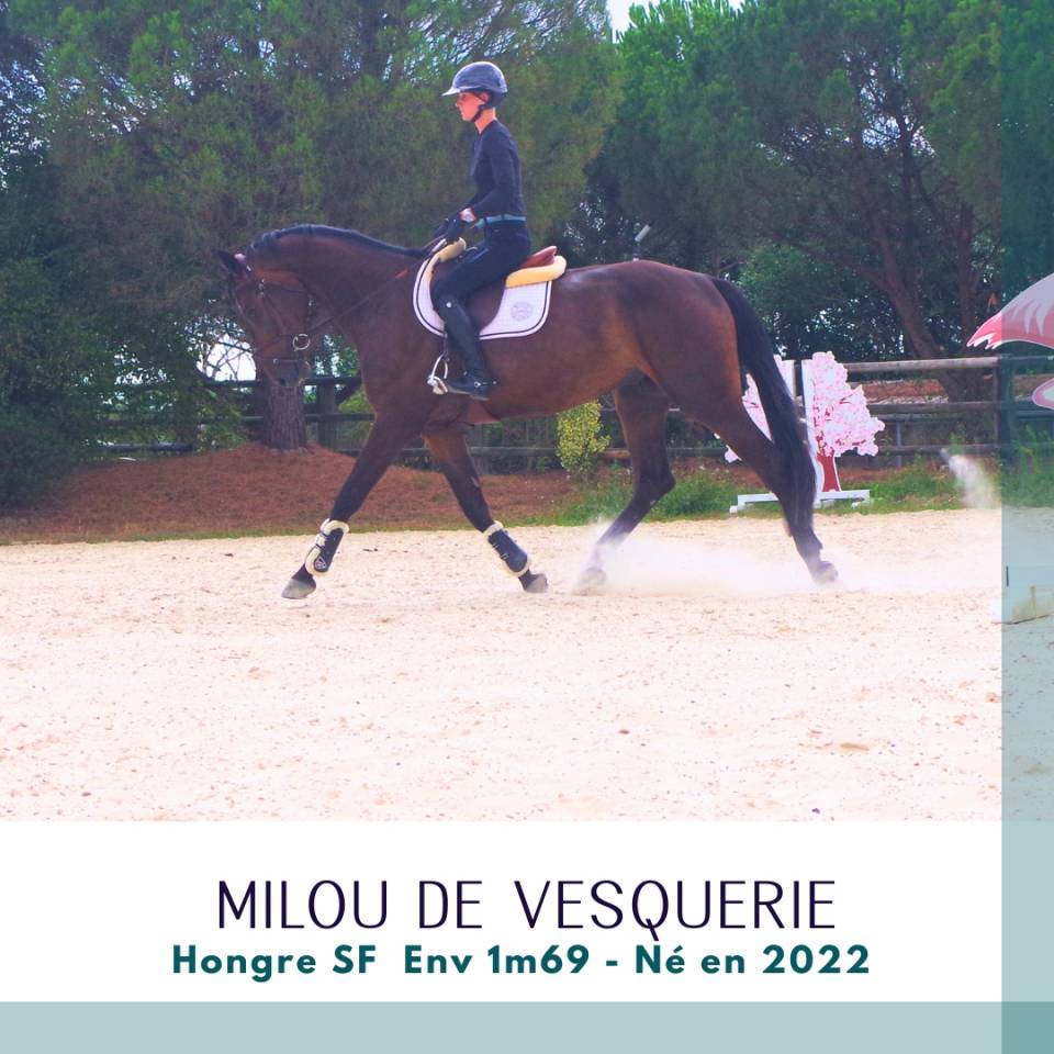 Ruin Selle Fran&ccedil;ais Te koop 2022 Bruin / Bai