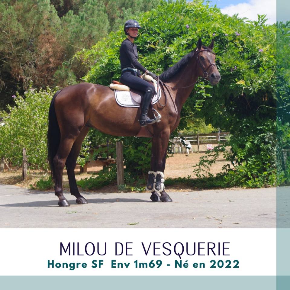 Ruin Selle Fran&ccedil;ais Te koop 2022 Bruin / Bai