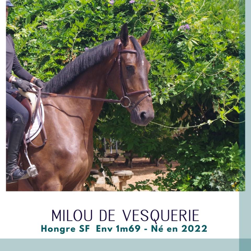 Ruin Selle Fran&ccedil;ais Te koop 2022 Bruin / Bai