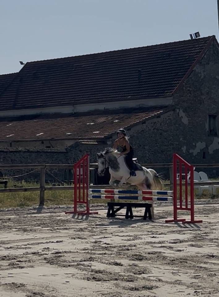 Ruin Franse rijpony PFS Te koop 2022 Schimmel