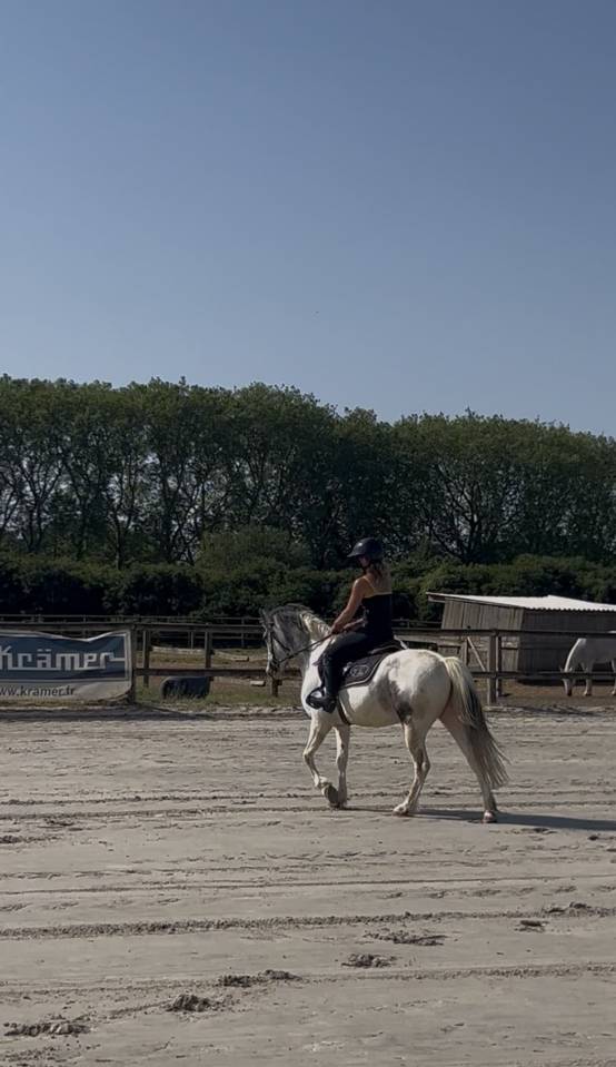 Ruin Franse rijpony PFS Te koop 2022 Schimmel