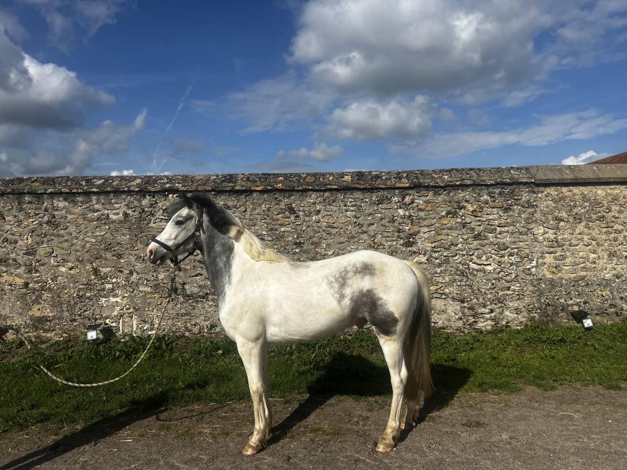 Ruin Franse rijpony PFS Te koop 2022 Schimmel