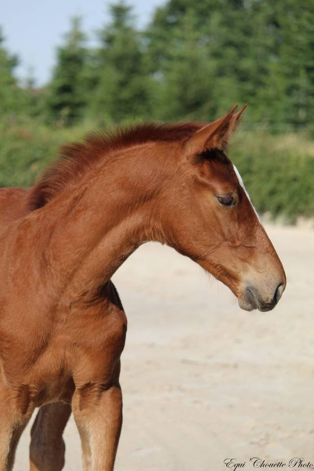 Veulen (ml) Selle Fran&ccedil;ais Te koop 2026 Vos ,  Jilbert vant Ruytershof