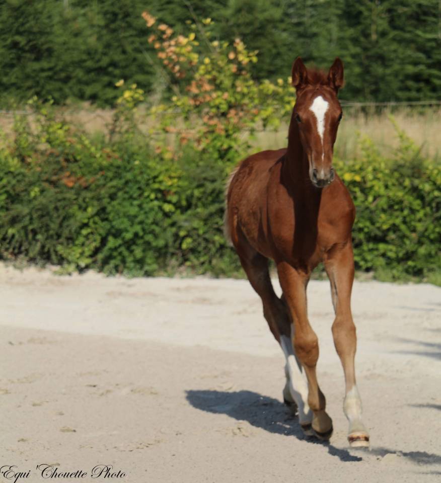 Veulen (ml) Selle Fran&ccedil;ais Te koop 2026 Vos ,  Jilbert vant Ruytershof
