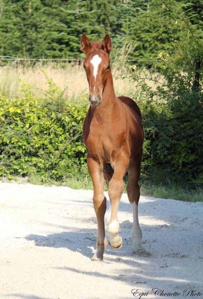 Veulen (ml) Selle Fran&ccedil;ais Te koop 2026 Vos ,  Jilbert vant Ruytershof