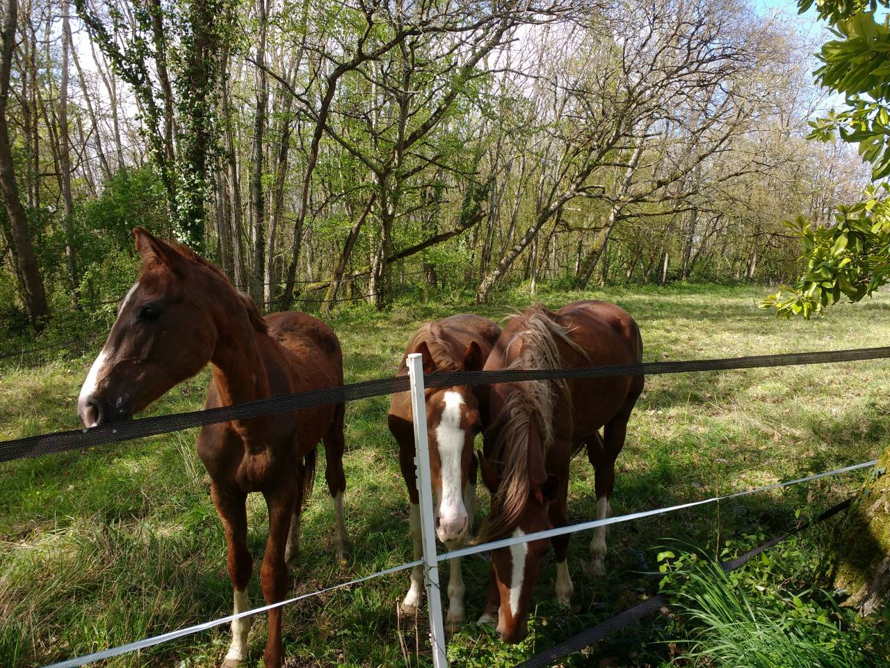 Hippisch vastgoed Huur Lot-et-Garonne