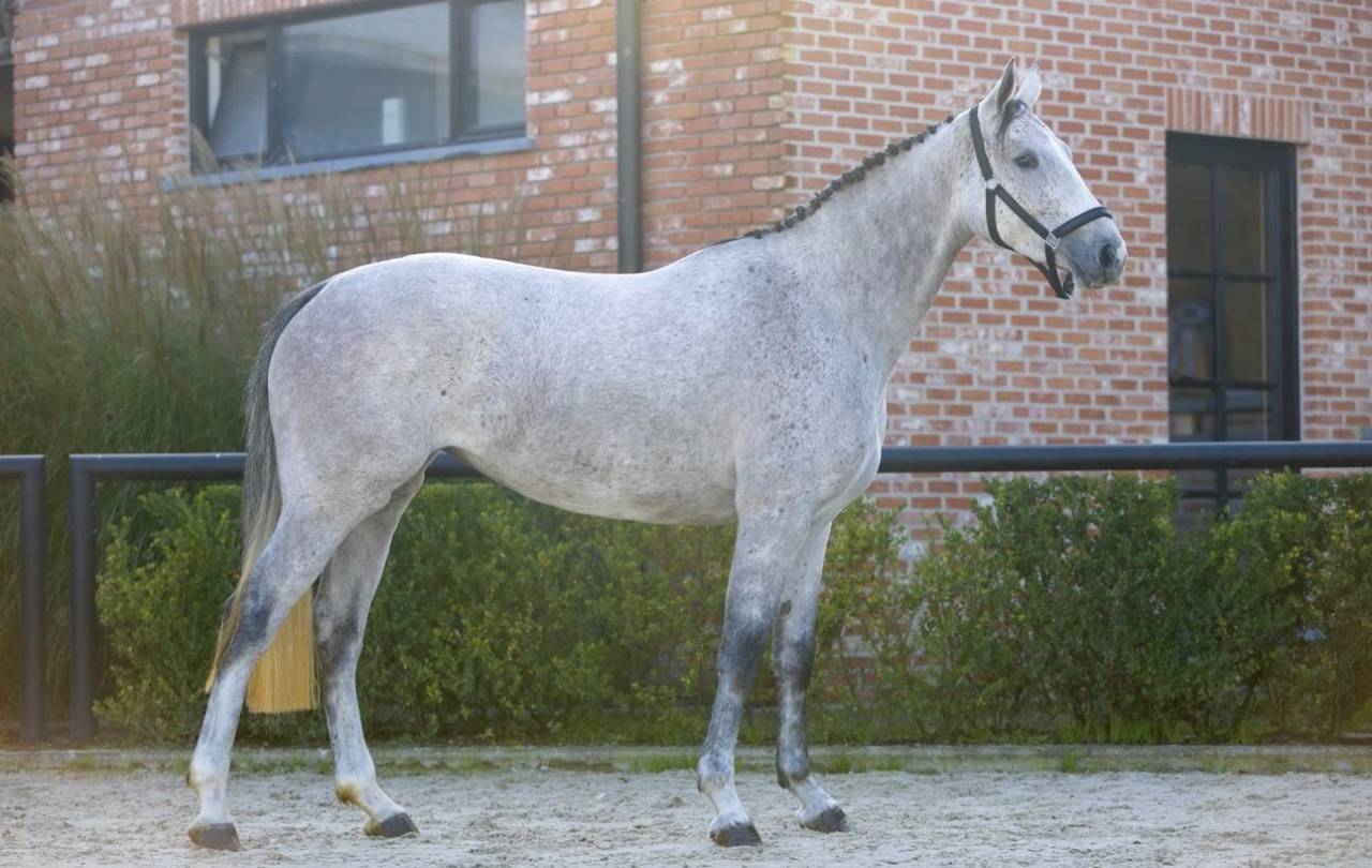 Merrie Zangersheide Te koop 2021 Schimmel ,  Kasanova de la pomme