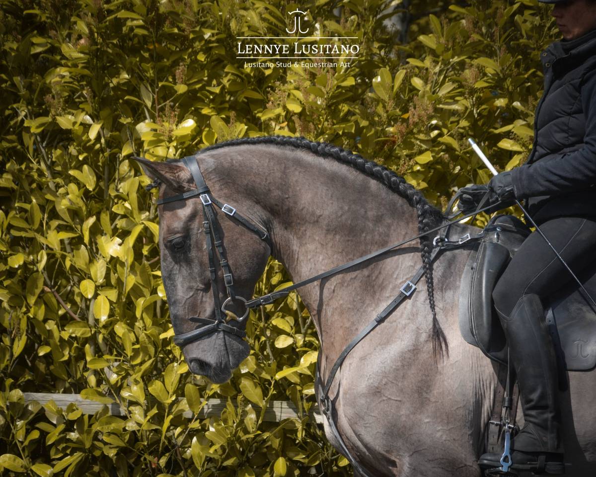 Dekhengst Lusitano Te koop 2018 Muisgrijs ,  OUREM SAG