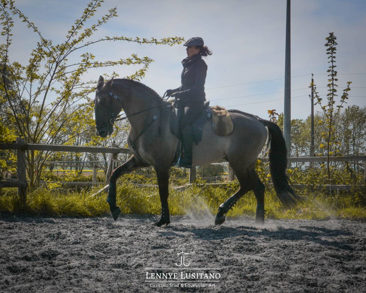 Dekhengst Lusitano Te koop 2018 Muisgrijs ,  OUREM SAG