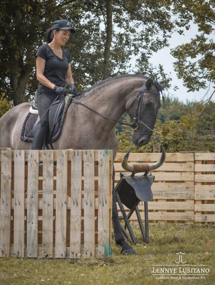 Dekhengst Lusitano Te koop 2018 Muisgrijs ,  OUREM SAG