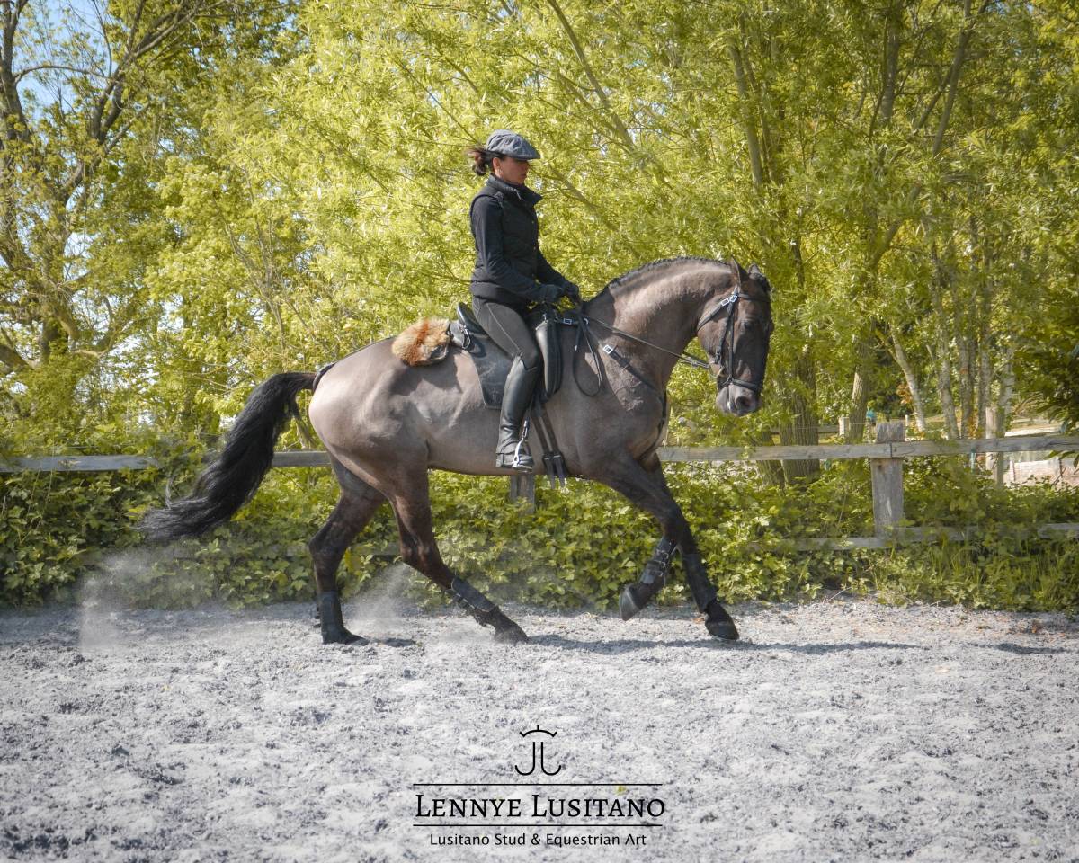 Dekhengst Lusitano Te koop 2018 Muisgrijs ,  OUREM SAG