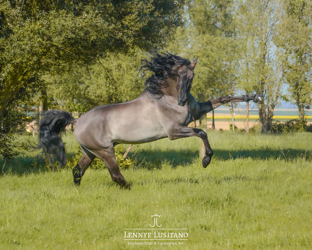 Dekhengst Lusitano Te koop 2018 Muisgrijs ,  OUREM SAG