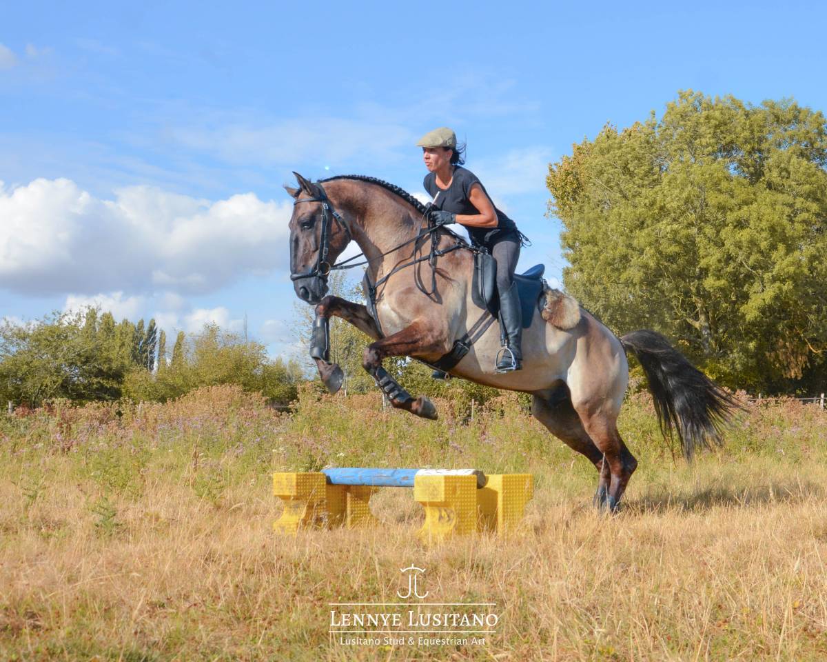 Dekhengst Lusitano Te koop 2018 Muisgrijs ,  OUREM SAG