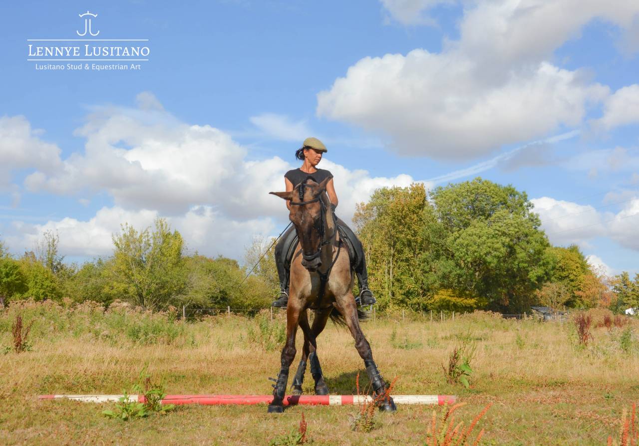 Dekhengst Lusitano Te koop 2018 Muisgrijs ,  OUREM SAG