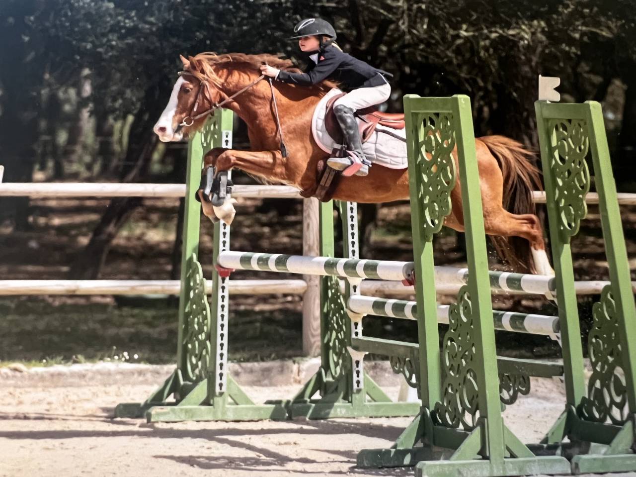 Ruin Welsh Pony (Section B) Te koop 2013 Vos