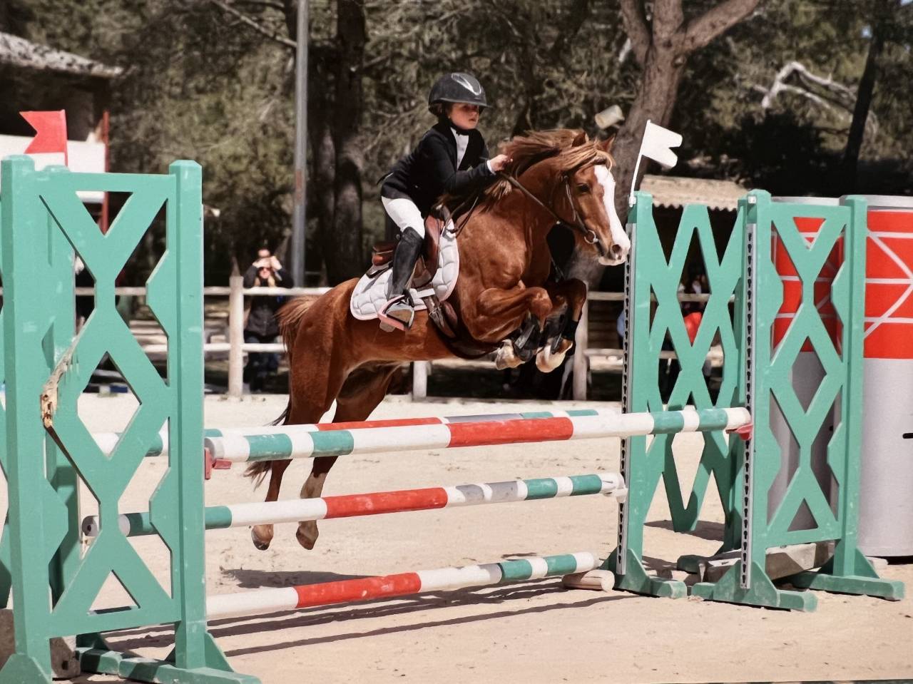 Ruin Welsh Pony (Section B) Te koop 2013 Vos