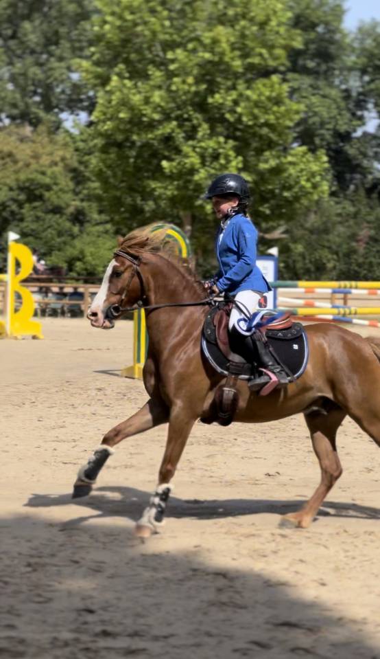 Ruin Welsh Pony (Section B) Te koop 2013 Vos
