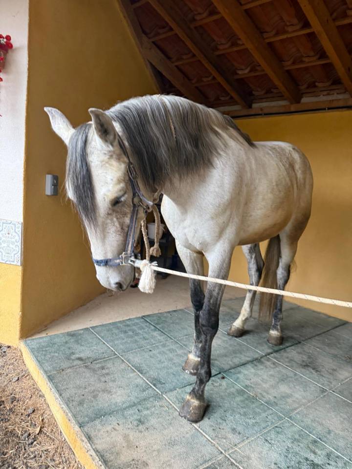 Ruin Lusitano Te koop 2019 Schimmel