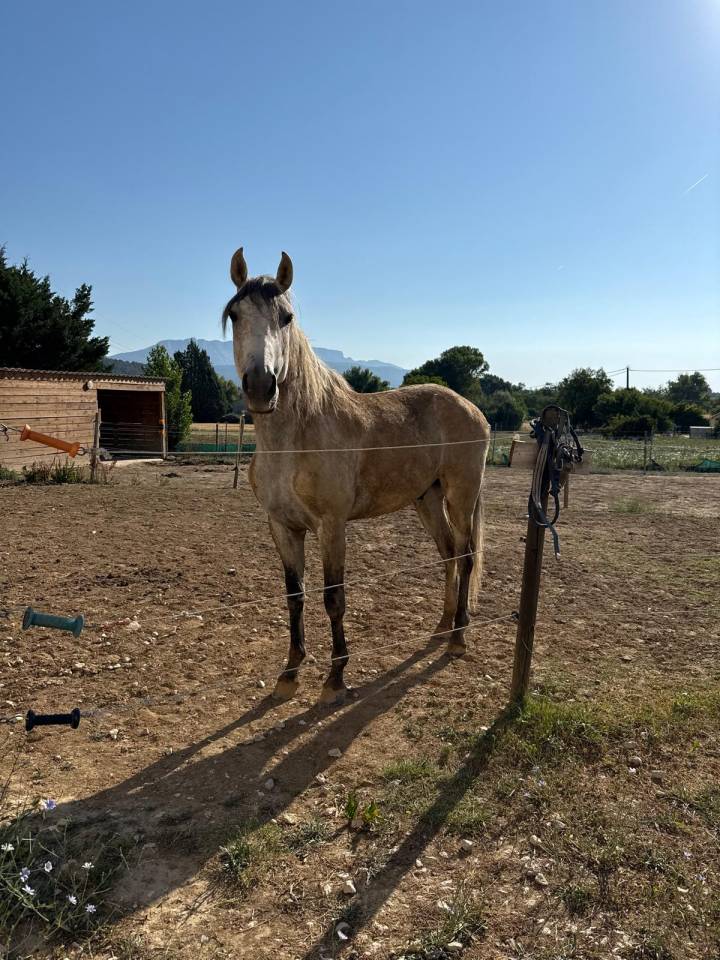 Ruin Lusitano Te koop 2019 Schimmel