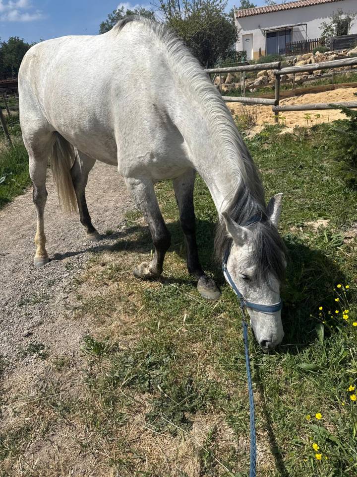 Ruin Lusitano Te koop 2019 Schimmel