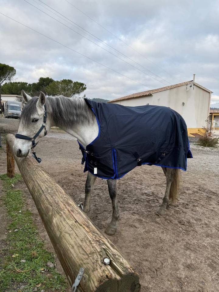 Ruin Lusitano Te koop 2019 Schimmel