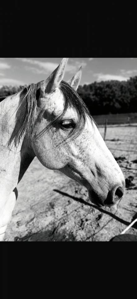 Ruin Lusitano Te koop 2019 Schimmel