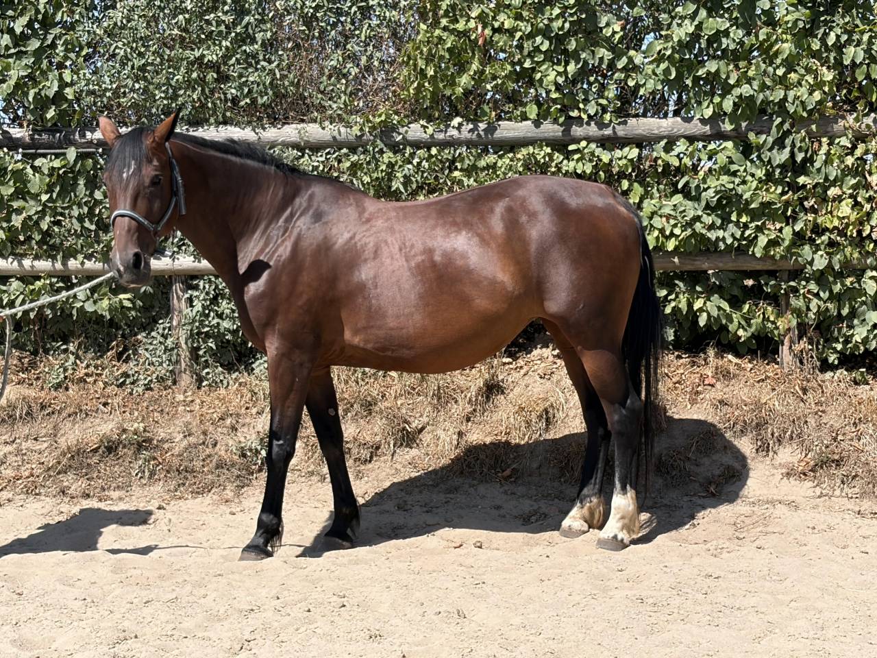 Merrie Franse draver  Te koop 2014 Donker bruin / bai
