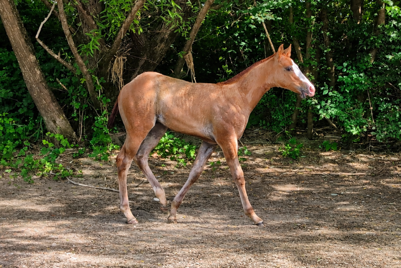 Veulen (ml) Quarter Horse Te koop 2026 Vos