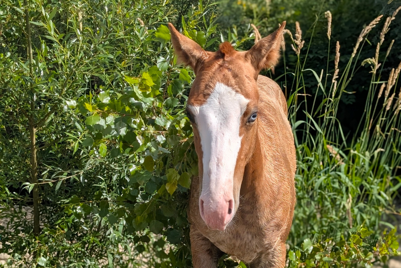 Veulen (ml) Quarter Horse Te koop 2026 Vos