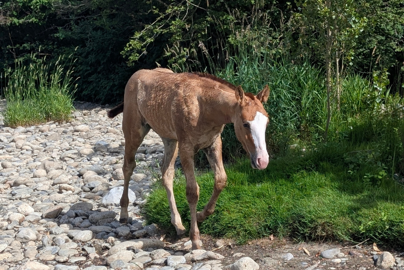 Veulen (ml) Quarter Horse Te koop 2026 Vos