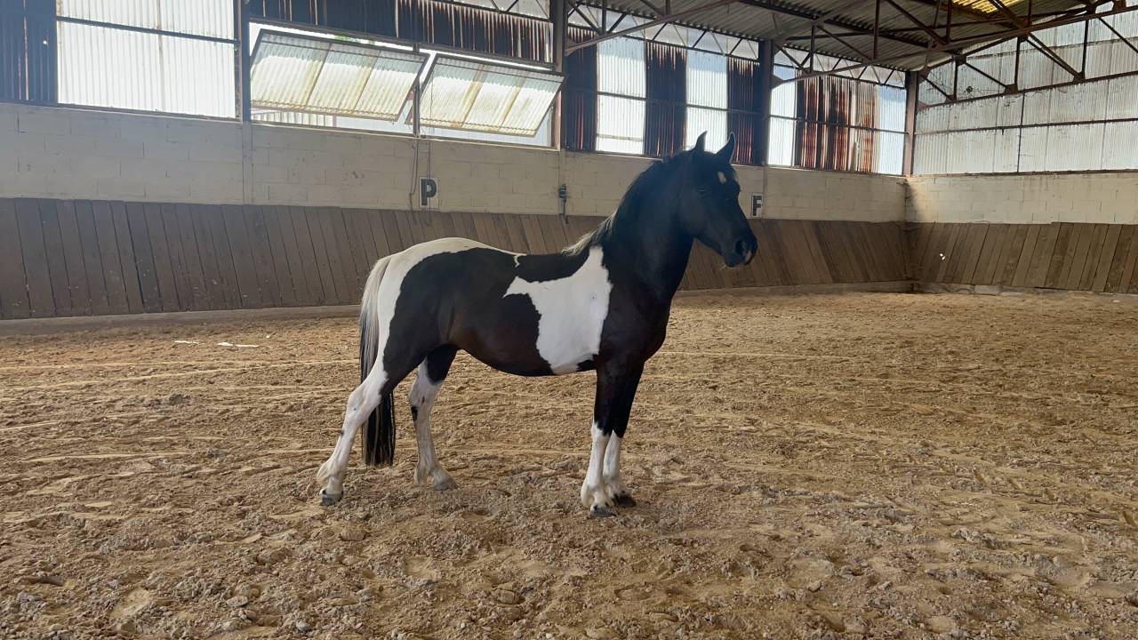 Ruin Ras onbekend Te koop 2022 Bont