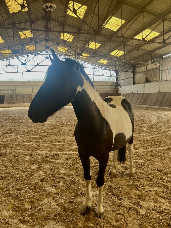 Ruin Ras onbekend Te koop 2022 Bont