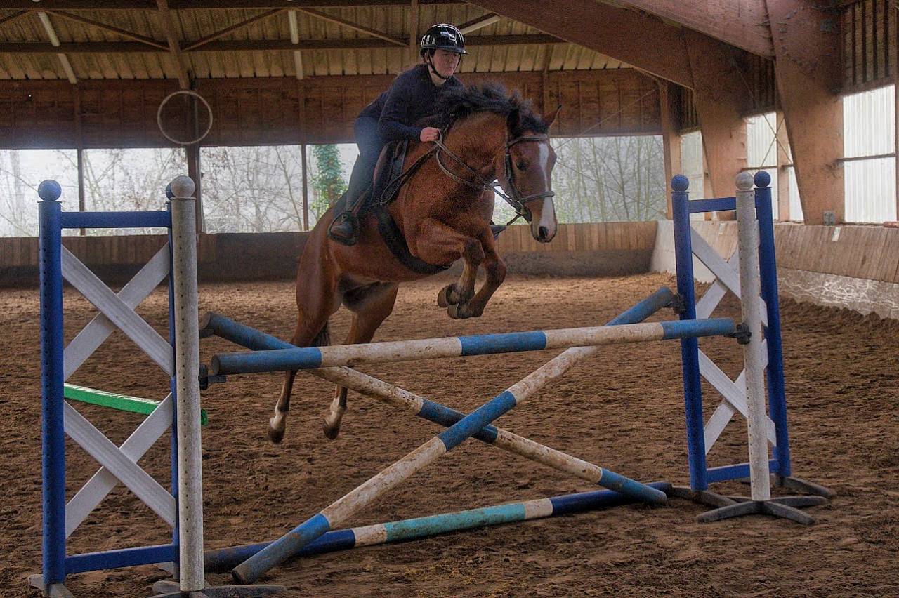Ruin Franse rijpony PFS Te koop 2022 Donker bruin / bai ,  Eye Catcher de Lourq