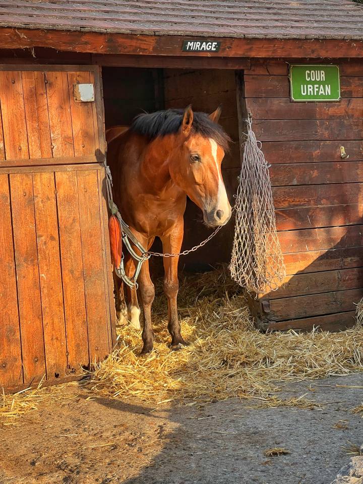 Ruin Franse rijpony PFS Te koop 2022 Donker bruin / bai ,  Eye Catcher de Lourq
