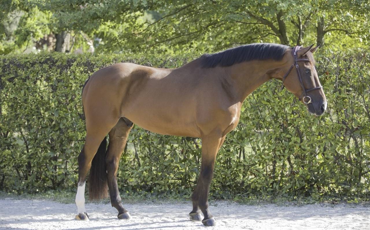 Ruin Zangersheide Te koop 2020 Donker bruin / bai ,  Canto