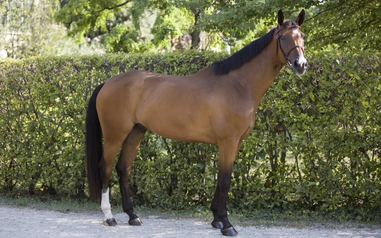 Ruin Zangersheide Te koop 2020 Donker bruin / bai ,  Canto