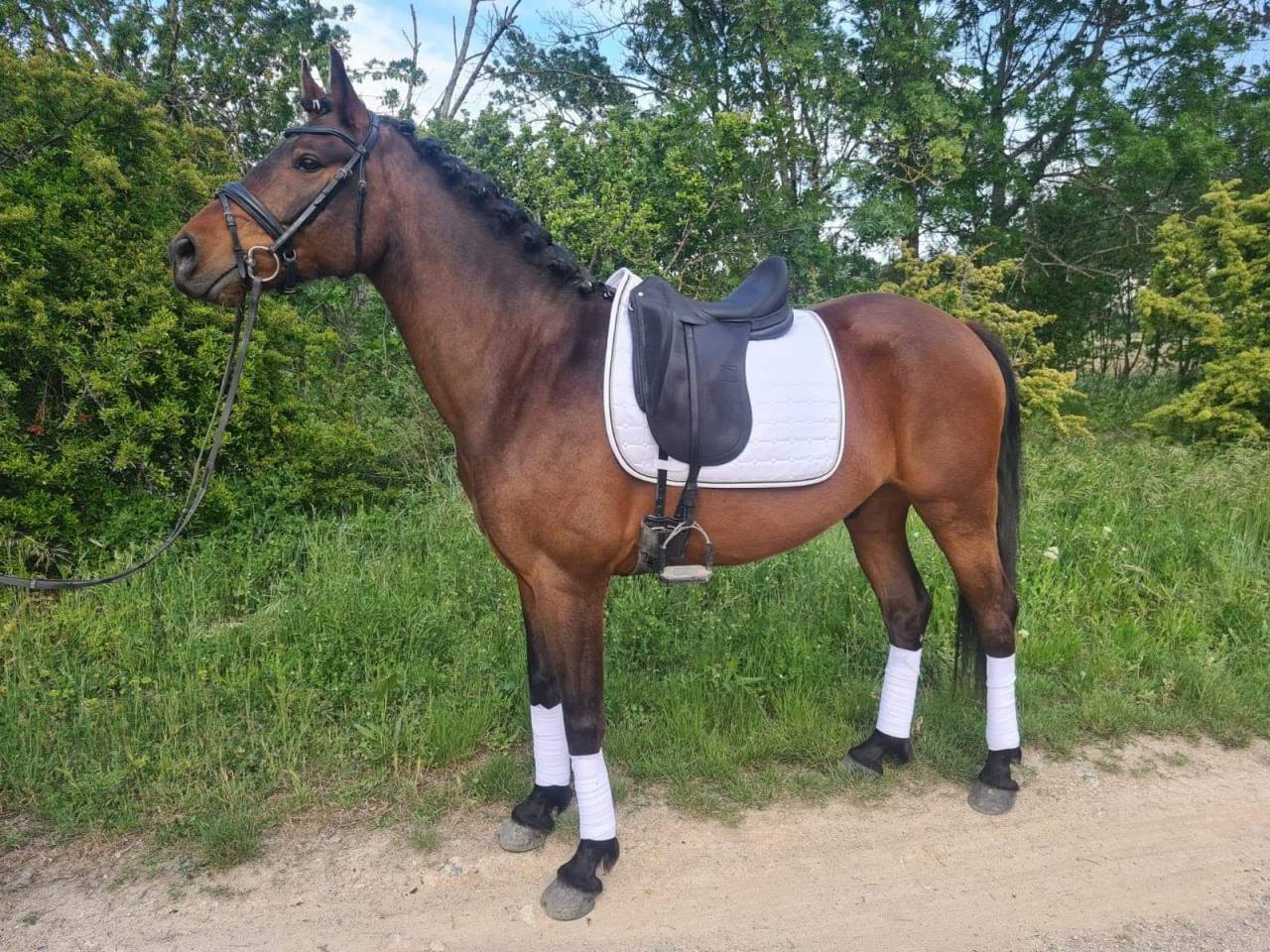 Ruin KWPN Nederlands sportpaard Te koop 2015 Donker bruin / bai ,  SANDREO