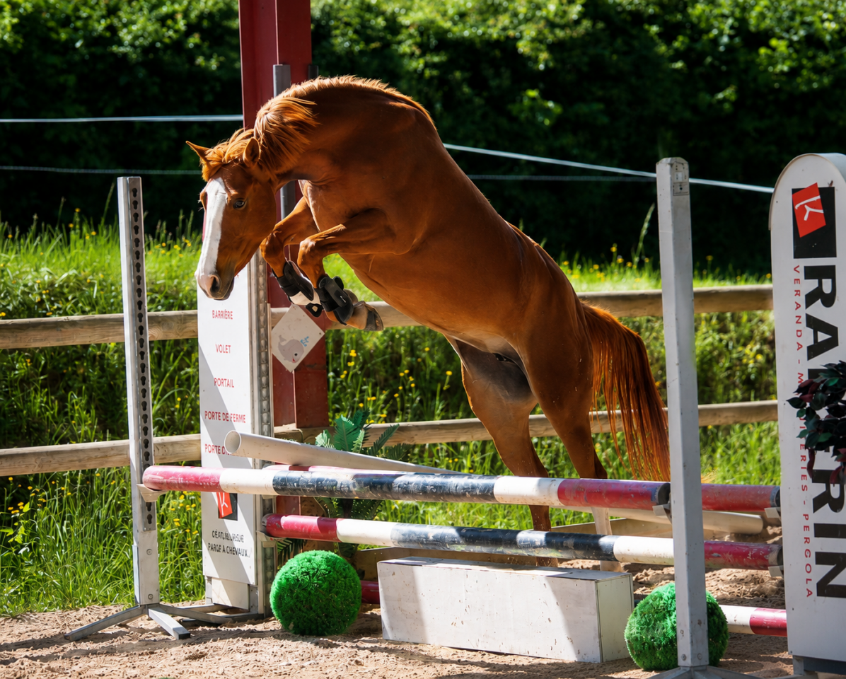 Merrie Andere pony rassen Te koop 2022 Vos
