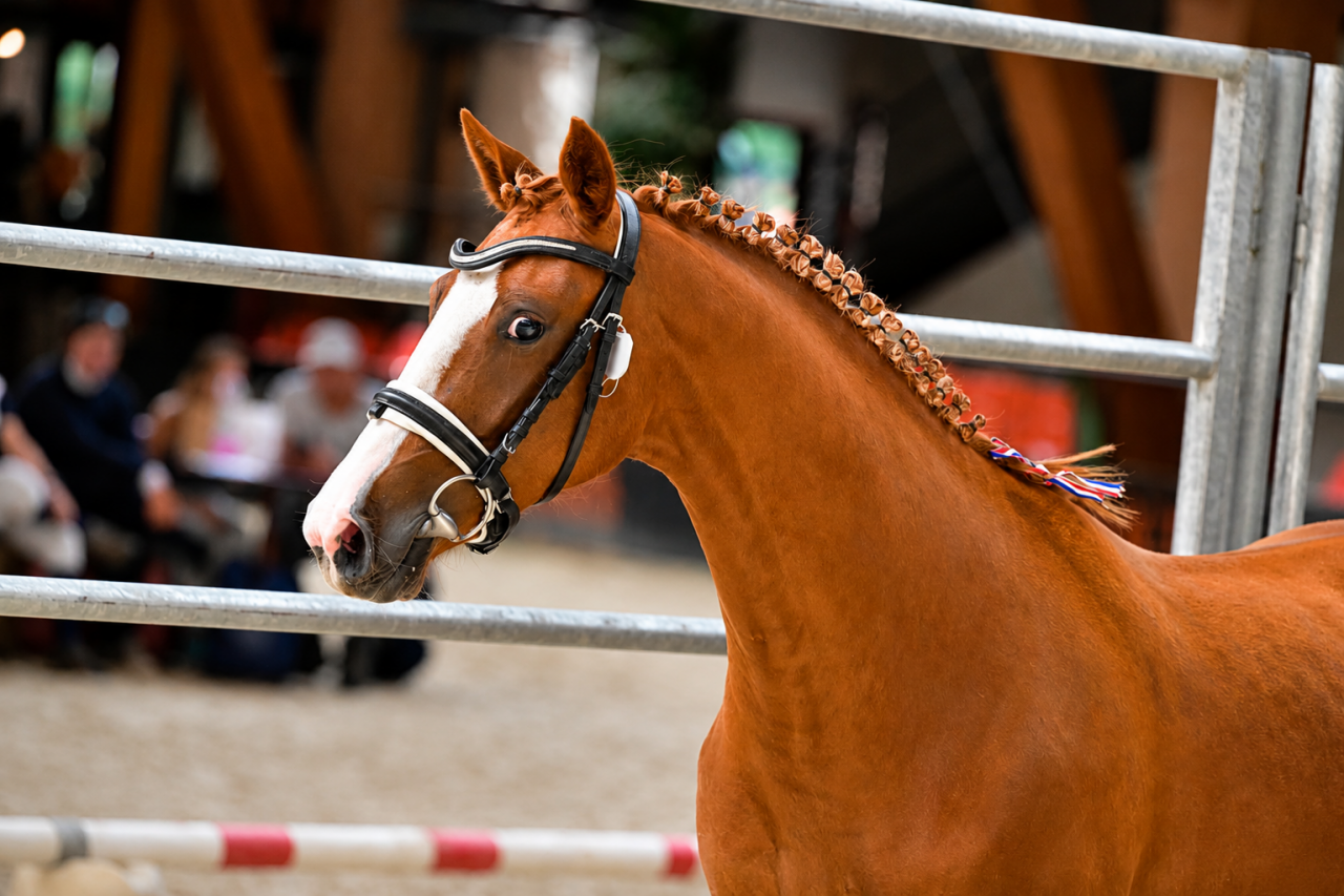 Merrie Andere pony rassen Te koop 2022 Vos