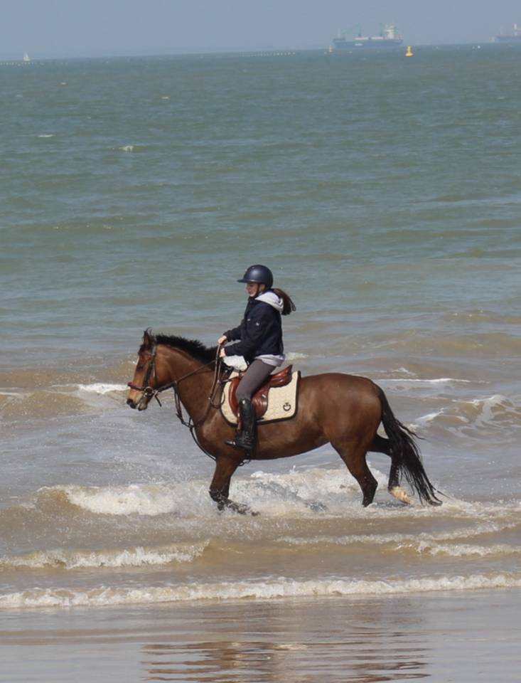 Merrie Franse rijpony PFS Te koop 2015 Donker bruin / bai ,  INTERMEDE A BORD