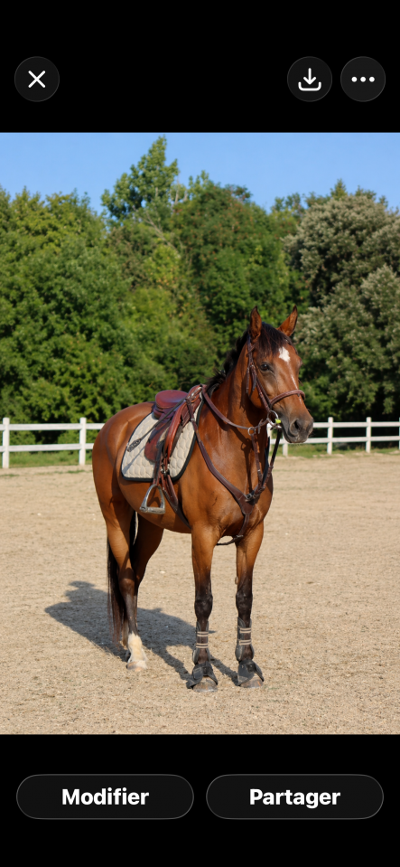 Merrie Franse rijpony PFS Te koop 2015 Donker bruin / bai ,  INTERMEDE A BORD