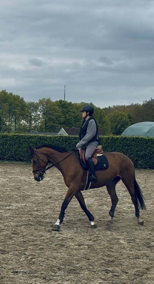 Merrie Selle Fran&ccedil;ais Te koop 2012 Donker bruin / bai ,  Jiho de moyon