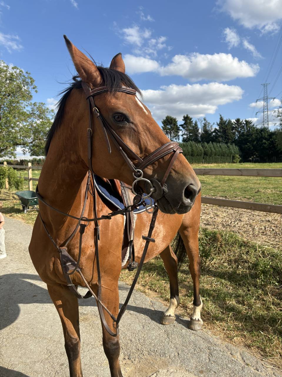Merrie Selle Fran&ccedil;ais Te koop 2012 Donker bruin / bai ,  Jiho de moyon
